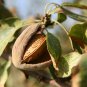 Dwarf Almond Tree 20 PCS Seeds