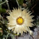 Syncarpha speciosissima Garden Plants 5 PCS Seeds