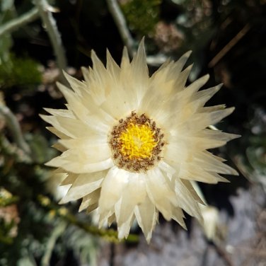 Syncarpha speciosissima Garden Plants 5 PCS Seeds