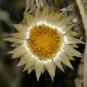 Syncarpha speciosissima Garden Plants 5 PCS Seeds