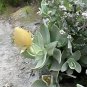 Syncarpha speciosissima Garden Plants 5 PCS Seeds