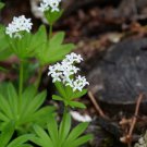 Sweet Woodruff White Galium odoratum Ground Cover Flowers 100 PCS Seeds Sweet Woodruff White Galium odoratum Ground Cover Flowers 100 PCS Seeds