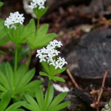 Sweet Woodruff White Galium odoratum Ground Cover Flowers 100 PCS Seeds