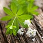 Sweet Woodruff White Galium odoratum Ground Cover Flowers 100 PCS Seeds