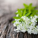SWEET WOODRUFF ASPERULA Galium Odoratum Shade White Flower 20 PCS Seeds SWEET WOODRUFF ASPERULA Galium Odoratum Shade White Flower 20 PCS Seeds