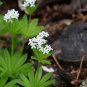 SWEET WOODRUFF ASPERULA Galium Odoratum Shade White Flower 20 PCS Seeds