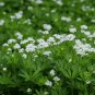 SWEET WOODRUFF ASPERULA Galium Odoratum Shade White Flower 20 PCS Seeds