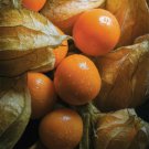 Sweet Tasty Physalis Juicy Fruit Golden Berry 500 PCS Seeds