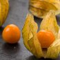 Sweet Tasty Physalis Juicy Fruit Golden Berry 500 PCS Seeds