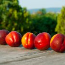 Sweet Peach China Nectarine Peach Outdoor 2 PCS Seeds