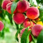 Sweet Peach China Nectarine Peach Outdoor 2 PCS Seeds