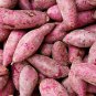 Sweet Potato Delicious Purple Sweet Potato Vegetable 20 PCS Seeds