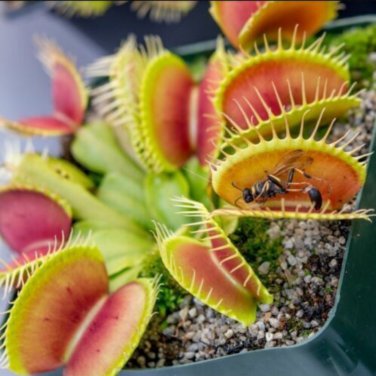 Giant Dionaea Muscipula 100 PCS Seeds