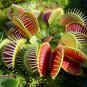 Giant Dionaea Muscipula 100 PCS Seeds