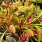Giant Dionaea Muscipula 100 PCS Seeds
