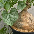 Gerrardanthus macrorrhizus Lovely potted plants 5 PCS Seeds