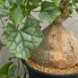 Gerrardanthus macrorrhizus Lovely potted plants 5 PCS Seeds