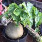 Gerrardanthus macrorrhizus Lovely potted plants 5 PCS Seeds