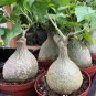 Gerrardanthus macrorrhizus Lovely potted plants 5 PCS Seeds
