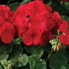 Geranium Maverick Red F1 10 PCS Seeds Geranium Maverick Red F1 10 PCS Seeds