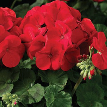 Geranium Maverick Red F1 10 PCS Seeds