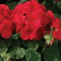 Geranium Maverick Red F1 10 PCS Seeds