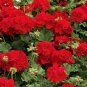 Geranium Maverick Red F1 10 PCS Seeds