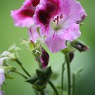 Geranium 'Martha Washington' Mixed Redish Black and Pink Purple 10 PCS Seeds Geranium 'Martha Washington' Mixed Redish Black and Pink Purple 10 PCS Seeds