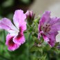 Geranium 'Martha Washington' Mixed Redish Black and Pink Purple 10 PCS Seeds