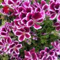 Geranium 'Martha Washington' Mixed Redish Black and Pink Purple 10 PCS Seeds
