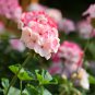Geranium Landscaper Pink F1 20 PCS Seeds