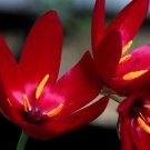 Geissorhiza inflexa Beautiful Red Flowers 5 PCS Seeds Geissorhiza inflexa Beautiful Red Flowers 5 PCS Seeds