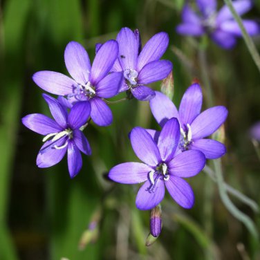 Geissorhiza aspera 5 PCS Seeds