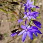 Geissorhiza aspera 5 PCS Seeds