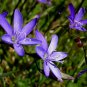 Geissorhiza aspera 5 PCS Seeds