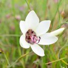 Geiss tulbaghensis Beautiful Flowers 5 PCS Seeds Geiss tulbaghensis Beautiful Flowers 5 PCS Seeds