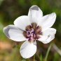 Geiss tulbaghensis Beautiful Flowers 5 PCS Seeds