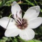 Geiss tulbaghensis Beautiful Flowers 5 PCS Seeds