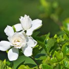 Gardenia Bonsai Plants Indoor Flower Tree Plants 100 PCS Seeds