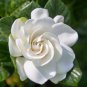 Gardenia Bonsai Plants Indoor Flower Tree Plants 100 PCS Seeds