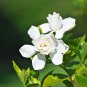 Gardenia Bonsai Plants Indoor Flower Tree Plants 100 PCS Seeds