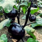 Garden Noir Explore the World of Black Round Eggplant 50 PCS Seeds