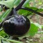 Garden Noir Explore the World of Black Round Eggplant 50 PCS Seeds