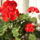 geranium hrizon coral spice 5 PCS Seeds