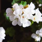 Geranium Horizon White F1 10 PCS Seeds Geranium Horizon White F1 10 PCS Seeds