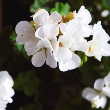 Geranium Horizon White F1 10 PCS Seeds