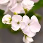 Geranium Horizon White F1 10 PCS Seeds