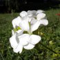 Geranium Horizon White F1 10 PCS Seeds