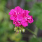 Geranium Horizon Violet 10 PCS Seeds