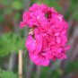 Geranium Horizon Violet 10 PCS Seeds